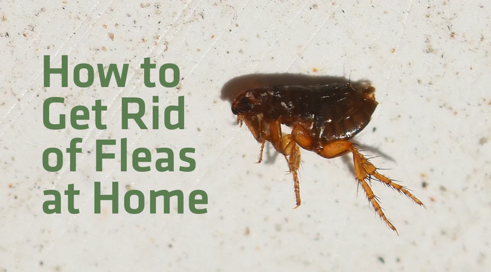Flea Eggs in House Treatment Guide