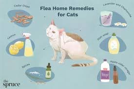 Flea Infestation Treatment at Home