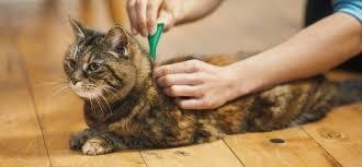 Flea Prevention for Indoor Cats