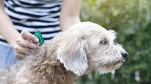 Flea and Tick Medicine Side Effects