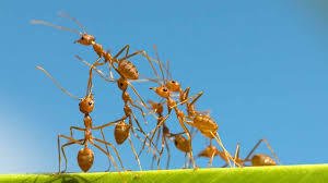 Home Remedies for Fire Ant Stings