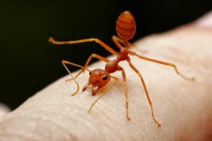 How to Stop Fire Ant Stings from Itching: Fast Relief Tips & Home Remedies How to Stop Fire Ant Stings from Itching