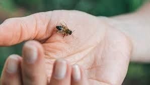 How to Reduce Bee Sting Swelling Fast
