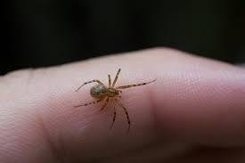 How to Tell If a Spider Bite Is Poisonous: Symptoms, Identification & Treatment How to Tell If a Spider Bite Is Poisonous