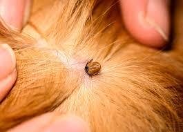 How to Tell If a Tick Head Is Left in Skin
