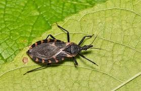 Kissing Bug Bite & Chagas Disease