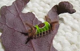 Saddleback Caterpillar Sting: Symptoms, Treatment & Prevention Saddleback Caterpillar Sting