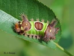 Saddleback Caterpillar Sting