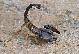 Scorpion Sting Treatment