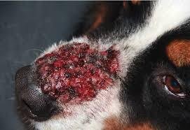 Spider Bite on Dog Symptoms