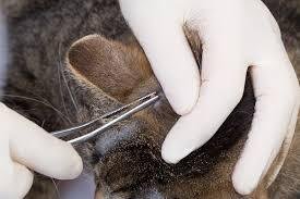 Tick Removal for Cats