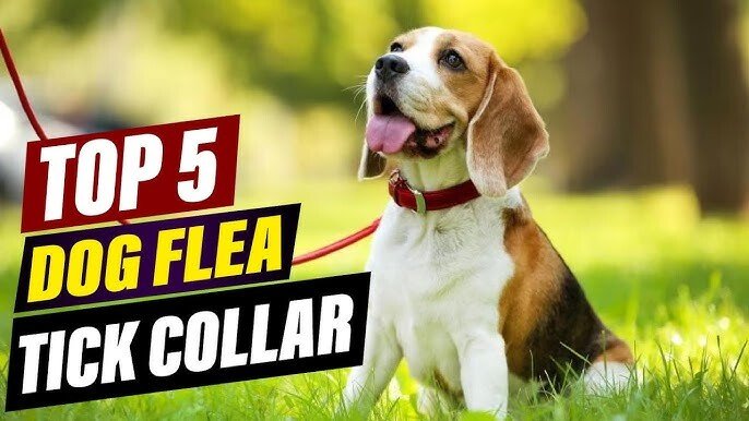 Top Flea and Tick Collar Reviews
