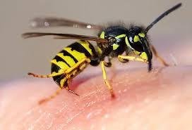Wasp Sting
