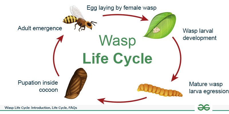 What Is a Wasp’s Lifespan