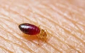 What’s Biting Me in Bed That’s Not Bed Bugs? Hidden Culprits & How to Stop Them What’s Biting Me in Bed That’s Not Bed Bugs