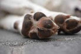 Bee Sting on Dog Paw Treatment: How to Relieve Pain, Swelling & Prevent Infection Bee Sting on Dog Paw Treatment