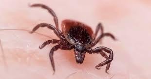 How to Prevent Ticks in Backyard