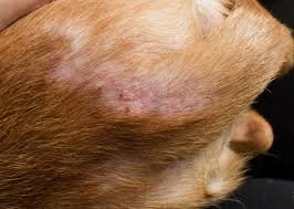 flea allergy dermatitis in dogs