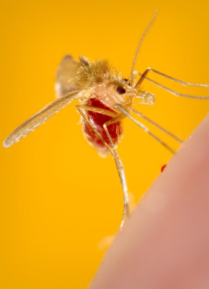 CDC PHIL photograph of a Phlebotomus papatasi sand fly after a blood meal
