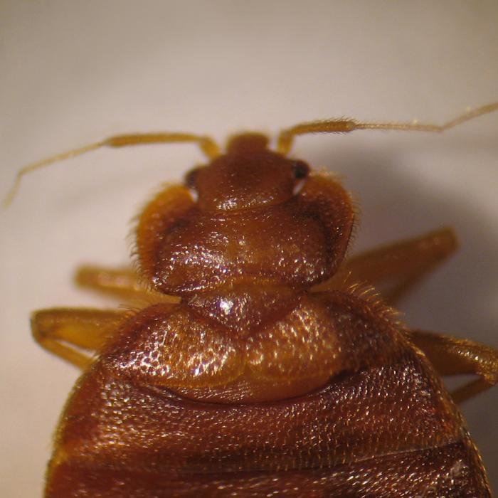 Adult bed bug in a CDC reference photograph