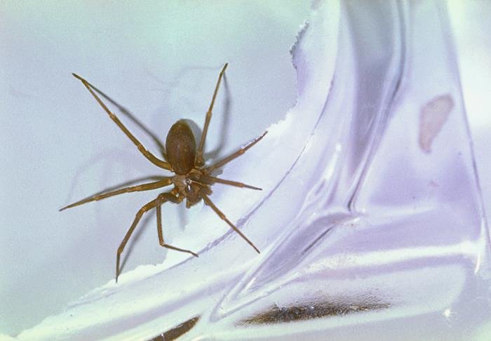 Brown recluse spider on a piece of paper in a CDC reference photograph