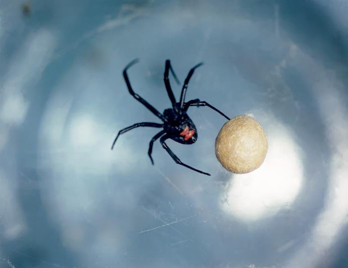 Female black widow spider in a web with an egg sac