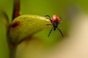 Macro tick on a leaf for American dog tick versus Hyalomma tick comparison