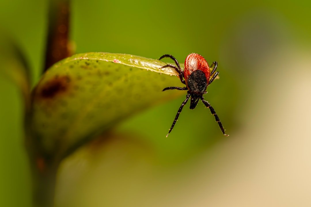 Macro tick on a leaf for American dog tick versus Hyalomma tick comparison