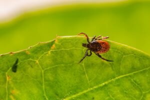 Deer tick macro for American dog tick versus Ixodes ricinus comparison