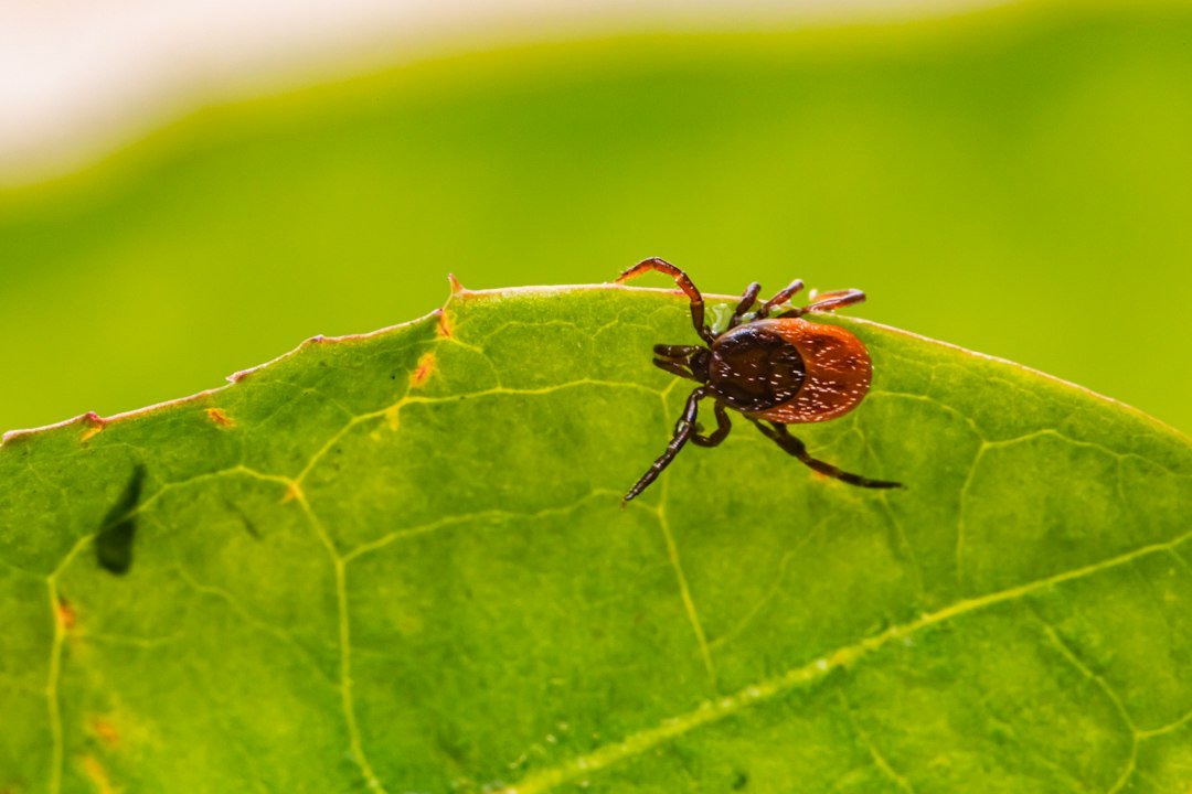 Deer tick macro for American dog tick versus Ixodes ricinus comparison