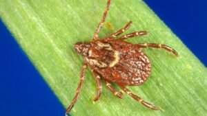 American dog tick (Dermacentor variabilis), shown in a CDC reference photograph