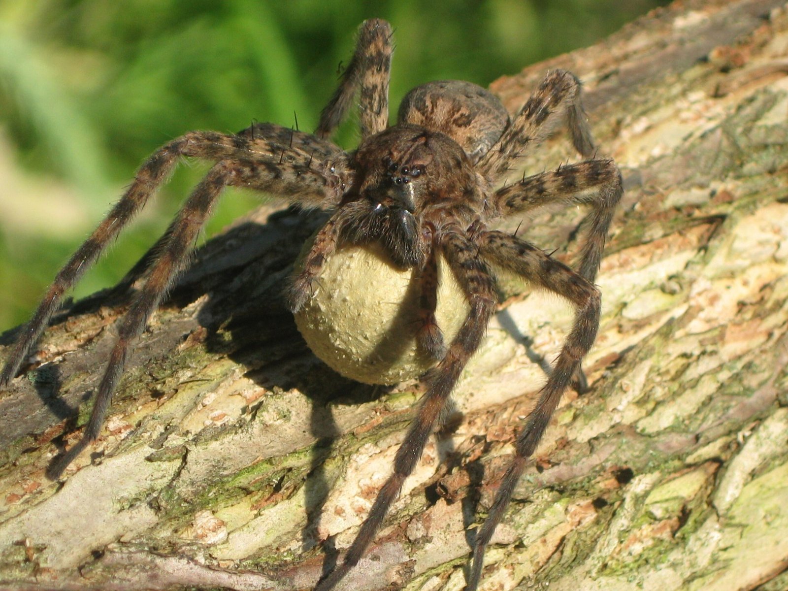 Wolf spider protecting an egg sac in a USGS reference photograph