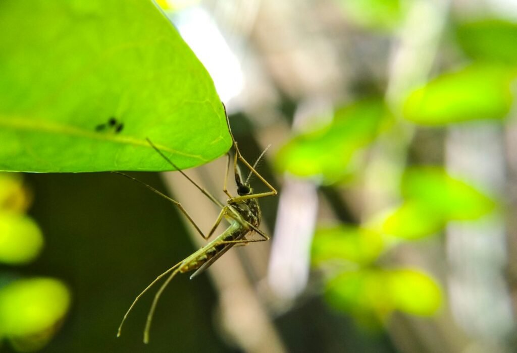 Mosquito Bites: Symptoms, Relief, and Prevention