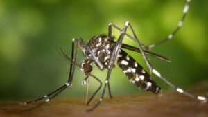 Asian tiger mosquito (Aedes albopictus) feeding on skin