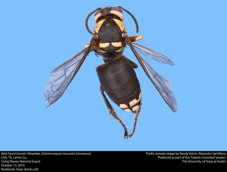 Real macro reference photograph of a bald-faced hornet (Dolichovespula maculata)