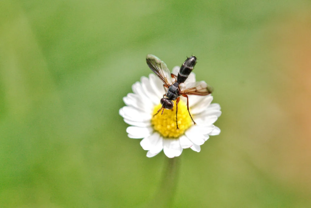 Macro photograph of a bee on a flower, general editorial context only