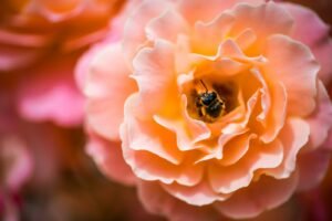 Bee visiting a flower outdoors