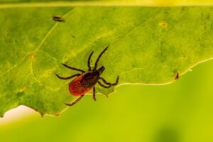 Tick macro for blacklegged tick versus brown dog tick comparison
