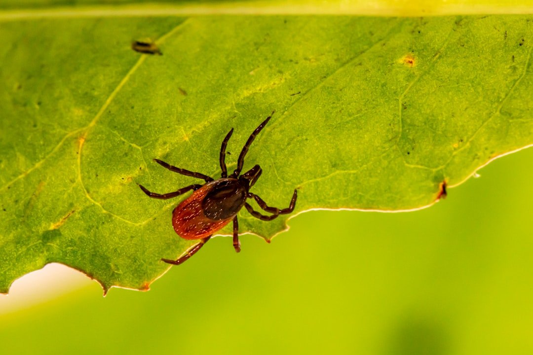 Tick macro for blacklegged tick versus brown dog tick comparison