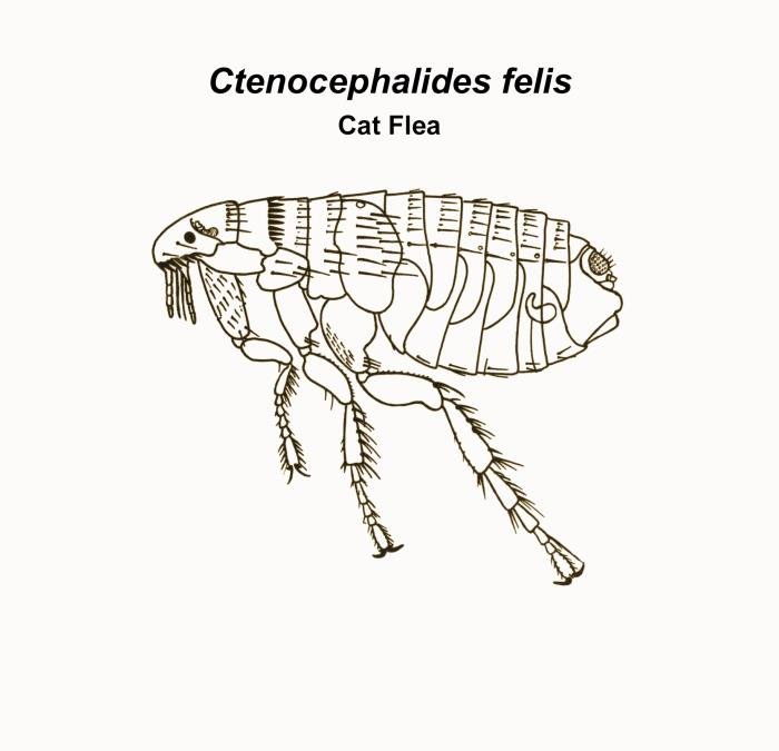 CDC Public Health Image Library illustration of the cat flea Ctenocephalides felis