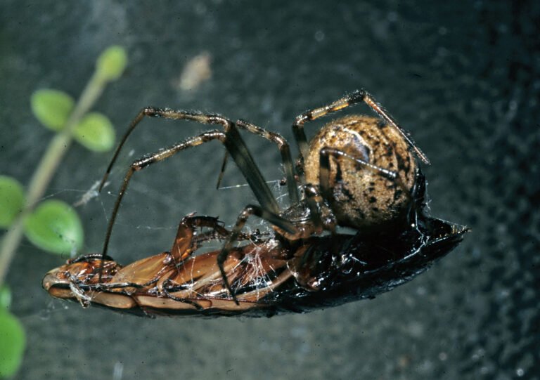 Common house spider Parasteatoda tepidariorum in its web with prey
