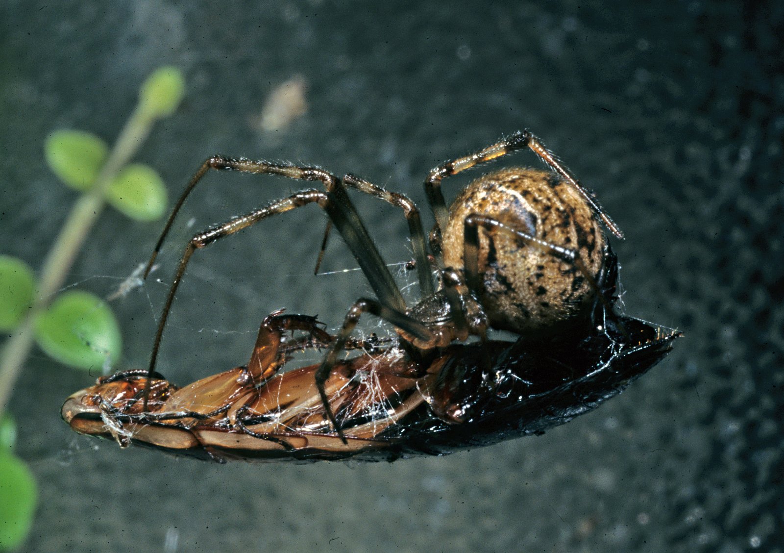 Common house spider Parasteatoda tepidariorum in its web with prey