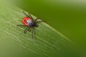 Macro tick on a leaf for deer tick versus brown dog tick comparison