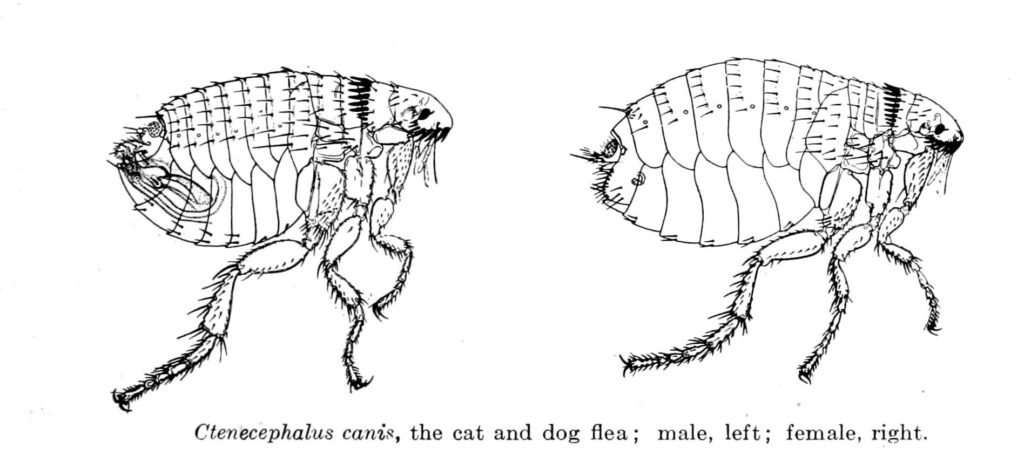 Scientific reference illustration of male and female dog flea Ctenocephalides canis