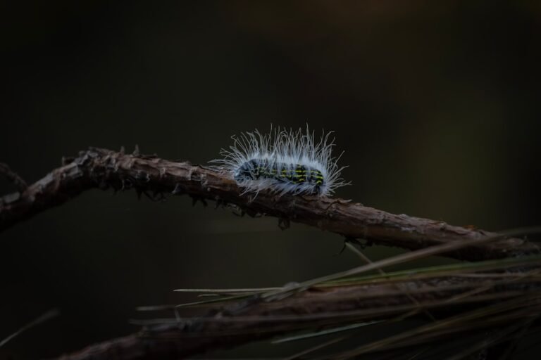 Fuzzy caterpillar on a branch for American dog tick versus oak processionary moth rash comparison
