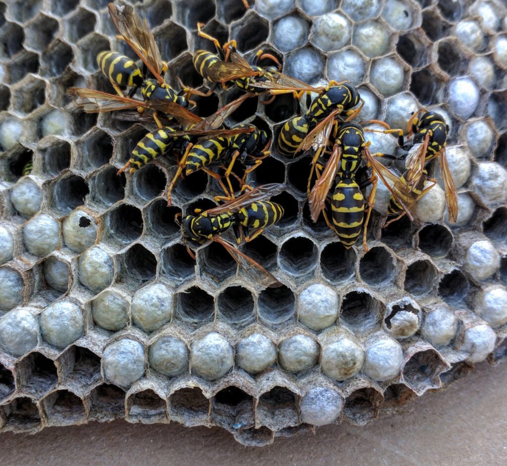 European paper wasps Polistes dominula on an open paper comb nest