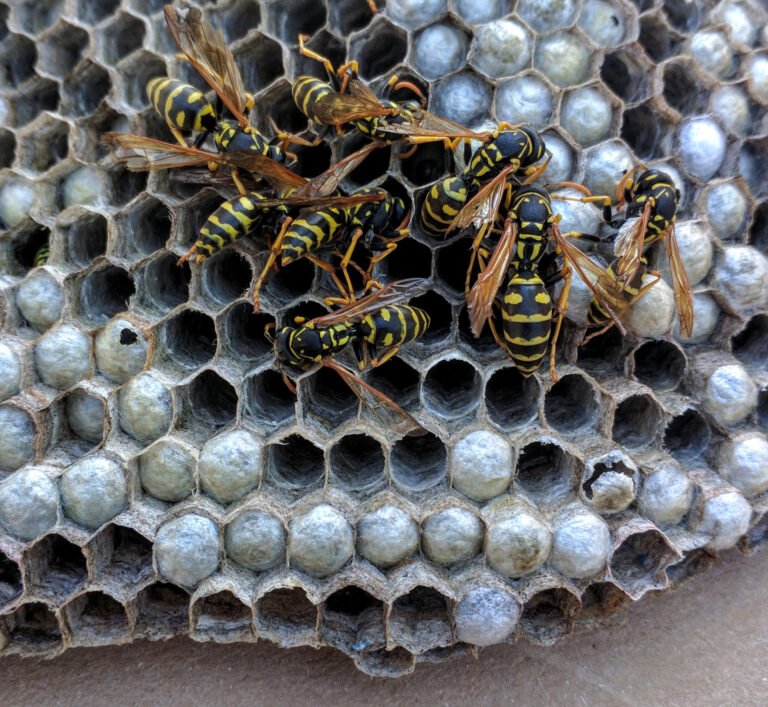 European paper wasps Polistes dominula on an open paper comb nest