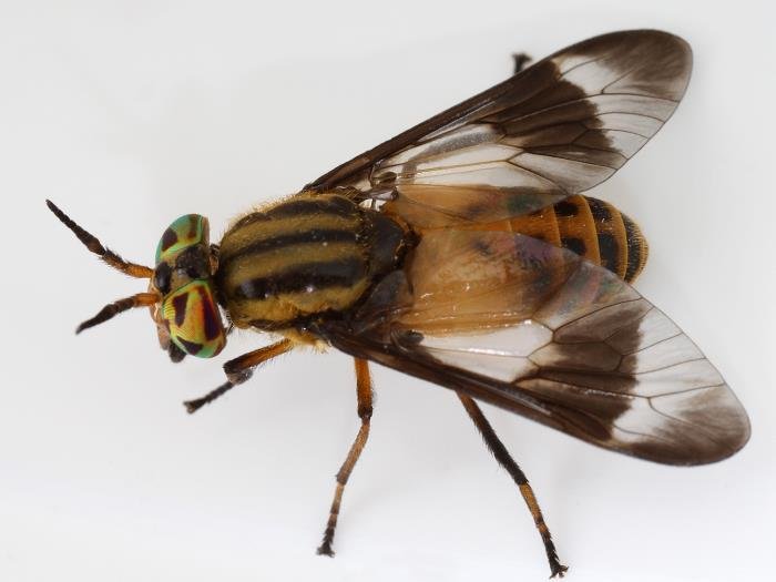 CDC Public Health Image Library photograph of a female deer fly Chrysops lateralis