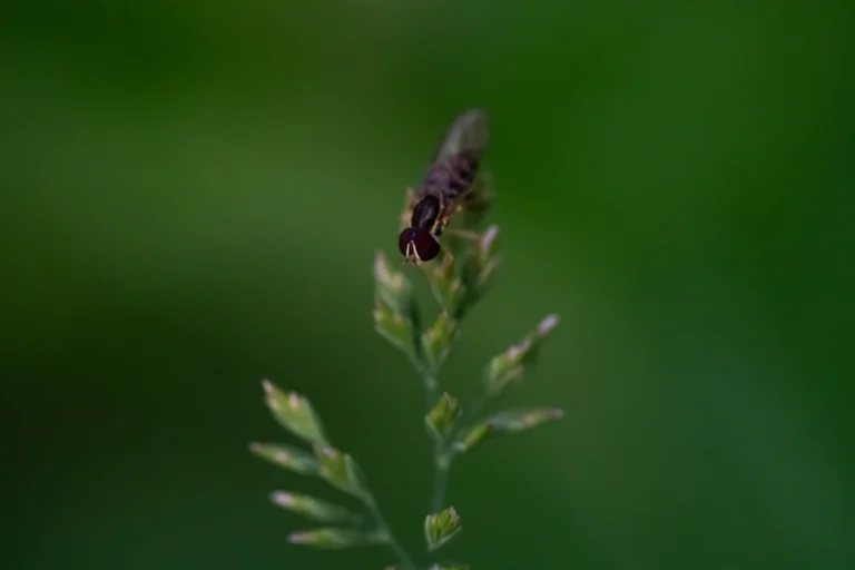 Macro photograph of a fly, general editorial context only