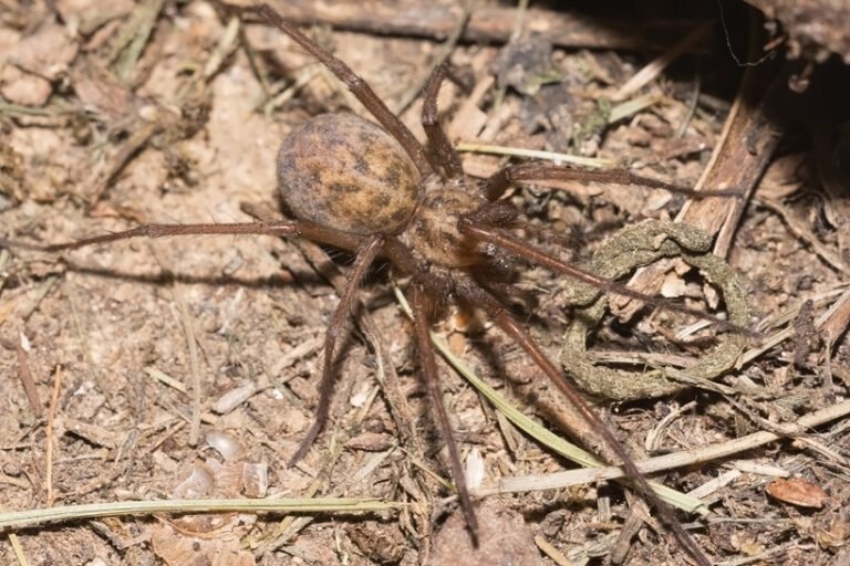 Adult female hobo spider Eratigena agrestis on natural ground